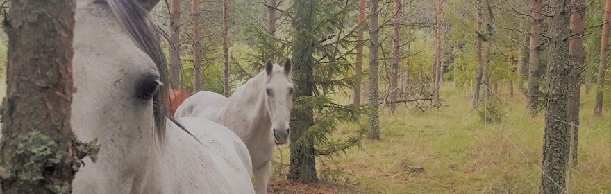 Carolina Fransson hästträning